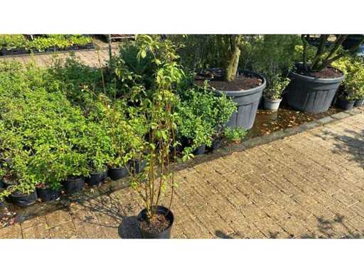 Ligistrum vivace (12x)