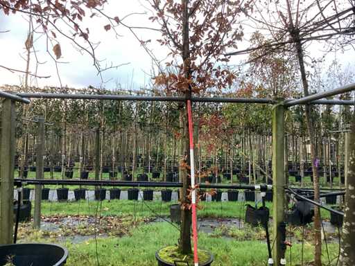 Carpene - Arbore de bulevard