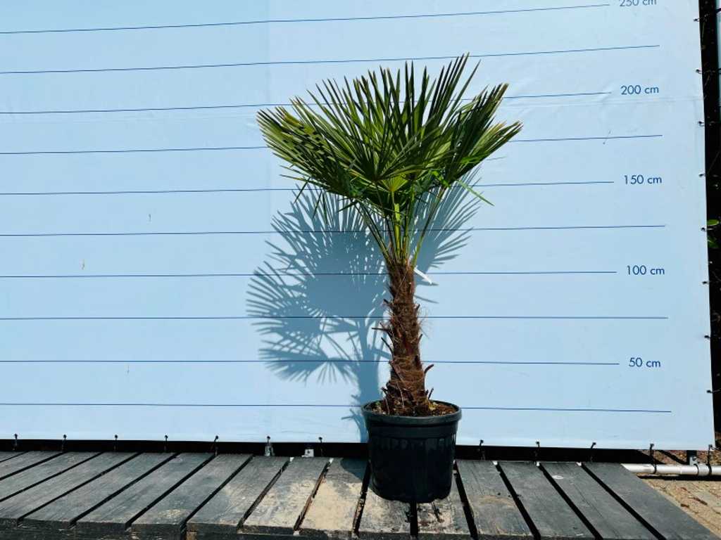 trachycarpus fortunei 190cm incl pot, stamhoogte 60/80cm