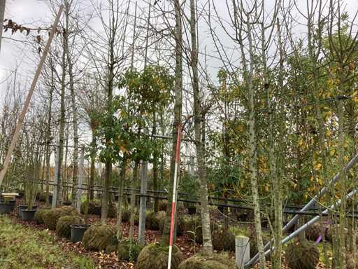 S?odka guma – drzewo alejowe