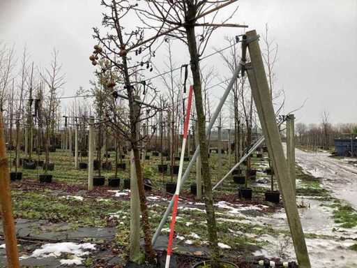Słodka guma – drzewo dachowe