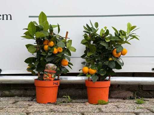 2x Calamondin – Citrus Calamondin – Höhe ca. 50 cm