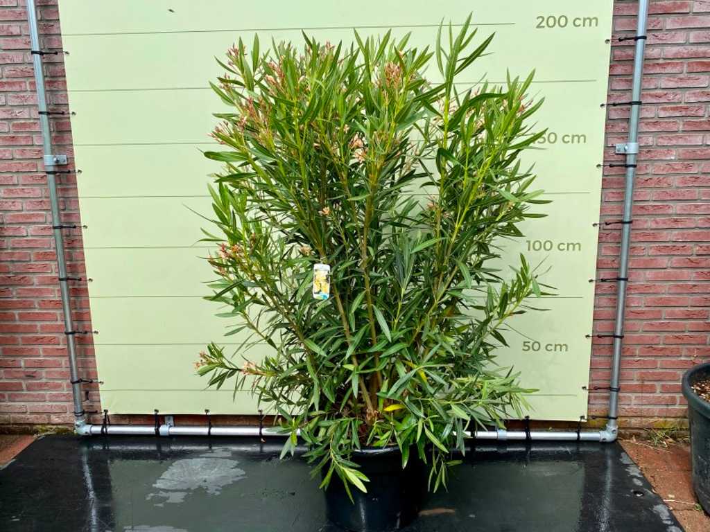 oleander wit 160cm incl pot