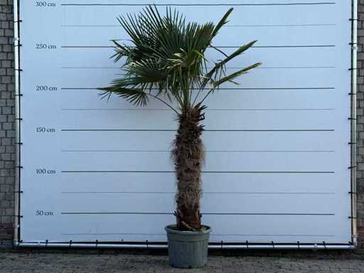 Chinese fan palm - trunk 100-120 cm - Trachycarpus Fortunei - height approx. 270 cm