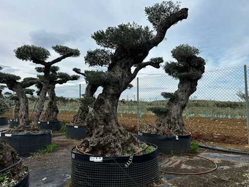  OLEA EUROPEA POM POM SECOLARE  