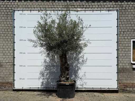 Olive tree Old Trunk - Olea Europaea - approx. 75 years old - height approx. 270 cm