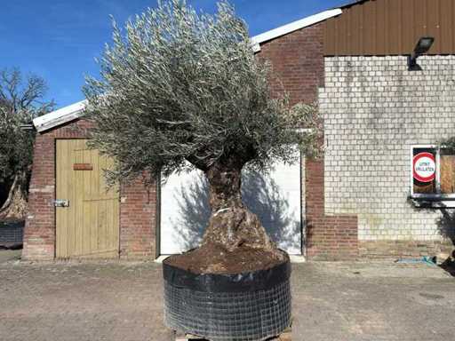 Olive tree Bonsai - Olea Europaea - 200 years old - Height approx. 330 cm