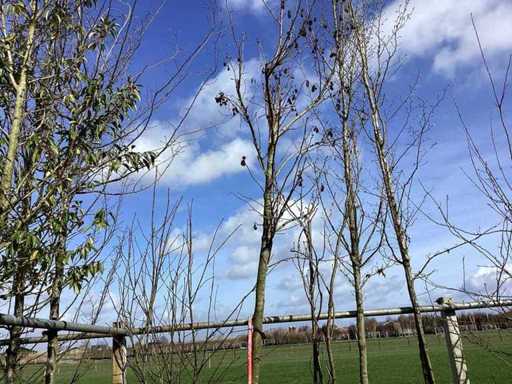 Amberboom - Sierboom