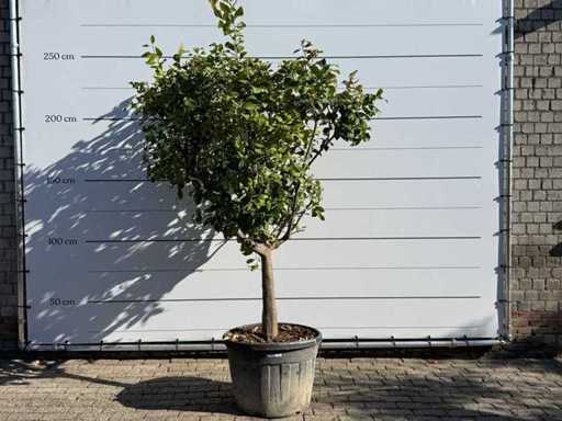 Lemon Tree XXL - Citrus Limon - height approx. 250 cm