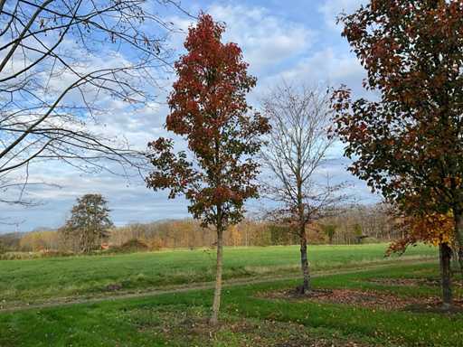 Pyrus / Quercus robur / Tilia plathyphyllos (20x)
