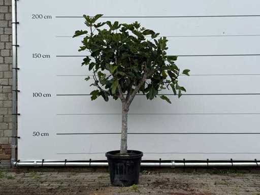 Figuier tronc bas XL - Ficus Carica - hauteur environ 180 cm