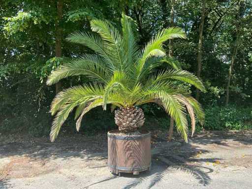 Palm