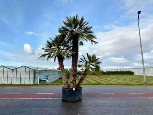 Palmen-Mehrstämmige (Chamaerops Humilis)