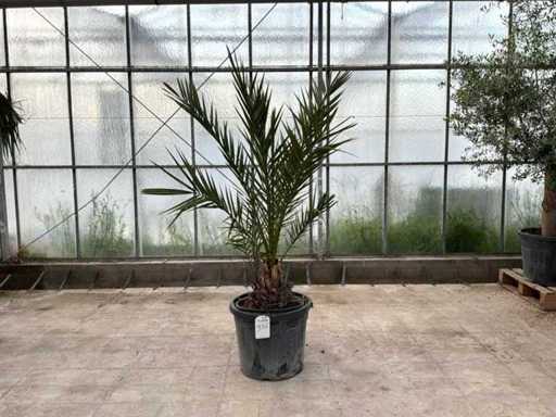 Palmboom (Phoenix Canariensis)