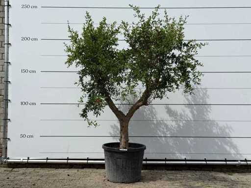 Grenadier - Punica Granatum - hauteur environ 220 cm