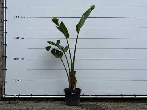 Bird of paradise plant - Strelitzia Augusta - height approx. 170 cm