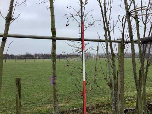 Roter Zierapfel – Zierbaum