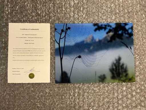 Fotografia "Ragnatela nella rugiada del mattino"