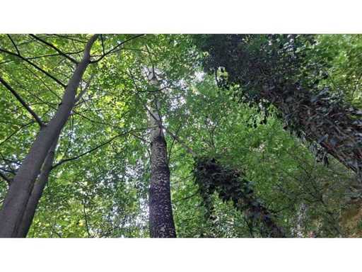 Bosgrond 30.194 m² - Investering & Natuurverblijf, Regio Troyan - Bulgarije