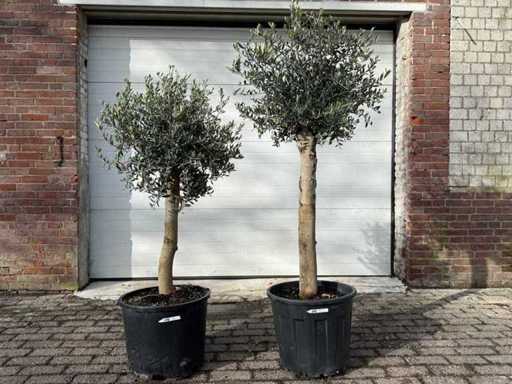 Olive tree Florida - Olea Europaea - Height approx. 170 cm (2X)