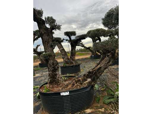  OLEA EUROPEA POM POM SECOLARE  