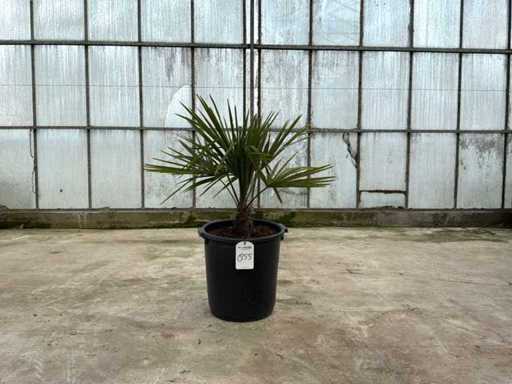 Palm tree (Trachycarpus fortunei)