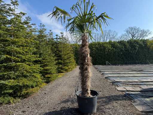 Trachycarpus fortunei - Palmier 270 cm
