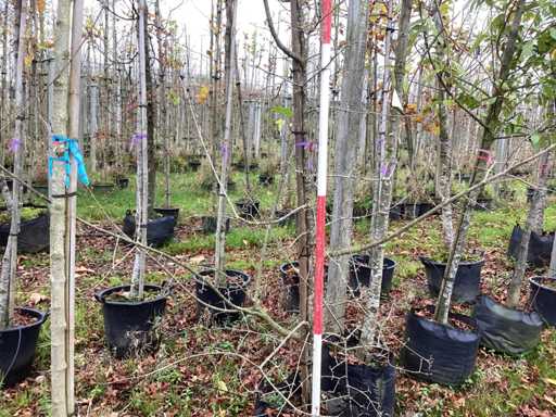 Dere? ?ó?ty – drzewo ozdobne