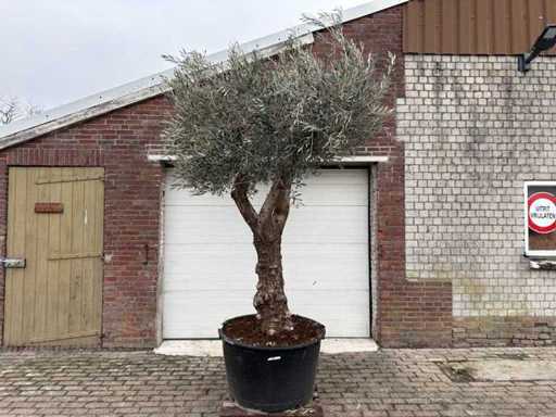 Bonsaï d’olivier ramifié - Olea Europaea - 200 ans - Hauteur d’environ 280 cm.