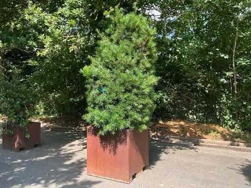 Podocarpus