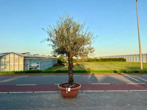 Olijfboom (Olea Europaea Lessini)