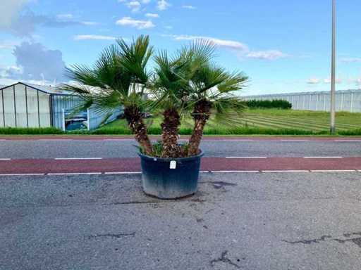 Wielopniowa palma (Chamaerops Humilis)