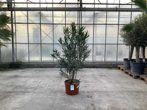 Nerium oleandr biały