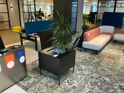 Striking Plant with pot/table