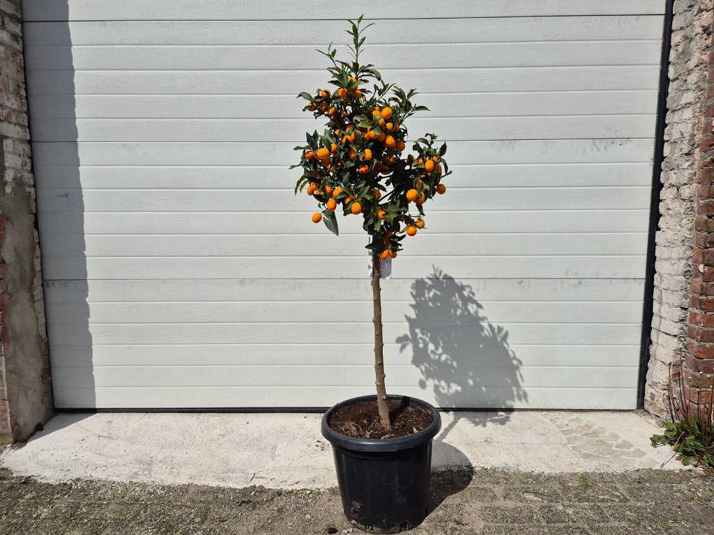 Zwergorange - Obstbaum - Zitrus-Kumquat - Höhe ca. 130 cm