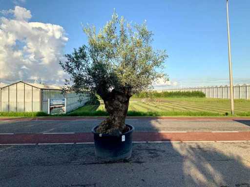 Ulivo (Olea Europaea Lessini)