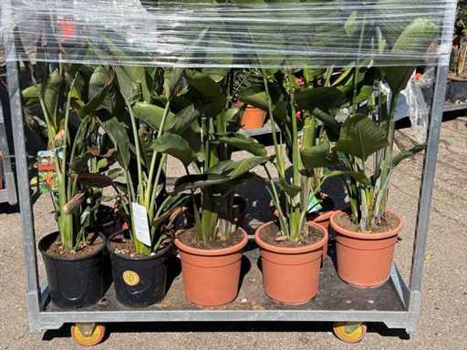 9x Pianta uccello del paradiso con danni da gelo - Strelitzia Augusta/Reginae - altezza circa 70-150 cm 