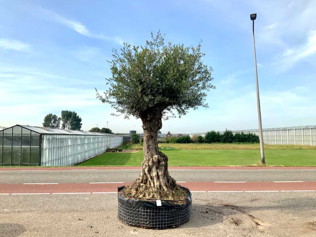 olijfboom (Olea Europaea Lessini)