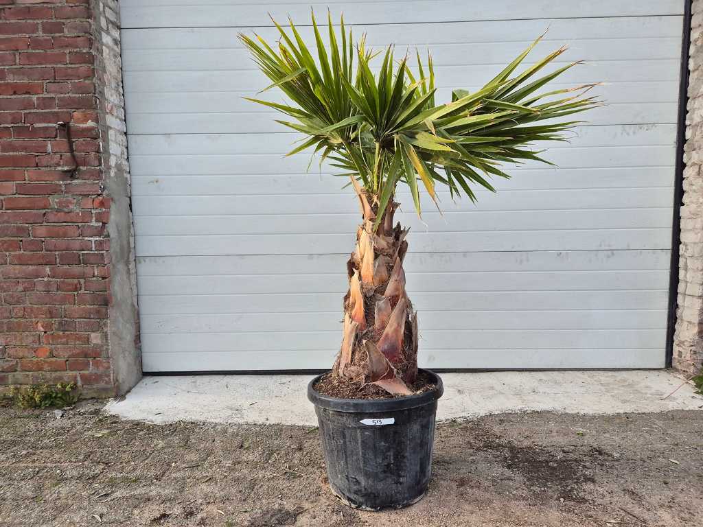 Mexican Fan Palm - Washingtonia Robusta - Mediterranean tree - height approx. 150 cm