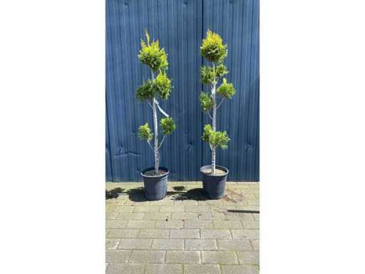 Bonsai Hoog Vaste plant (2x)