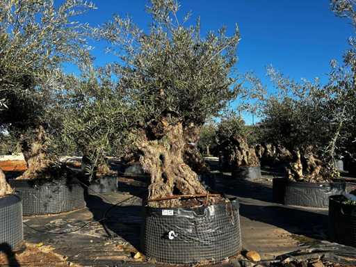 Olive tree in basket Specimen