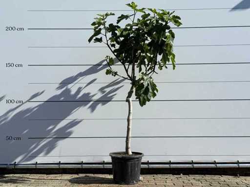 Fig tree low trunk XL - Ficus Carica - height approx. 200 cm