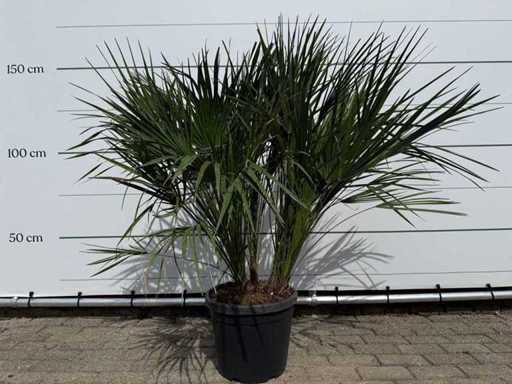 European dwarf palmetto M - Chamaerops Humilis - height approx. 150 cm