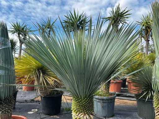 Yucca Rostrata