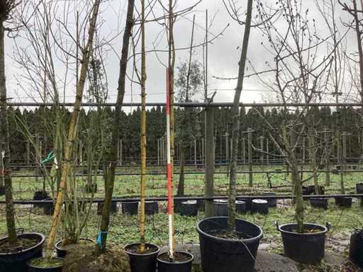 Żółta wierzba płacząca – drzewa alei (2x)