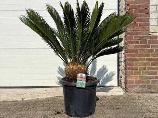 Palmier de la paix - Cycas Revoluta - hauteur environ 90 cm