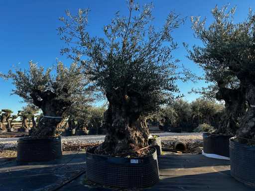 Olive tree in basket Specimen