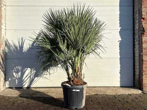 European dwarf palm M - Chamaerops Humilis - height approx. 160 cm