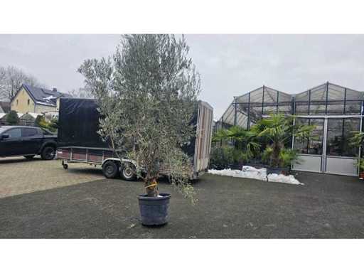 Măslin magnific (Olea europaea) - 300 cm - Rezistent până la -12°C