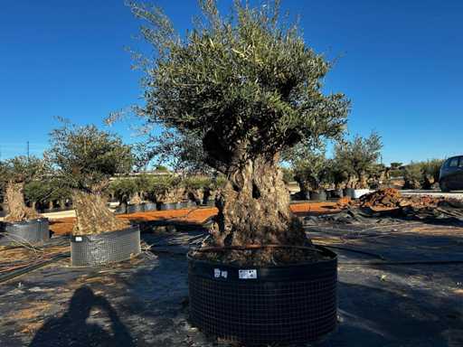 Olive tree in basket Specimen